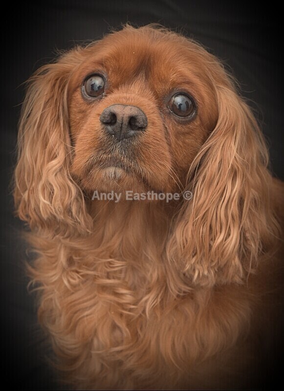 20220501_152320 - Tommy the King Charles