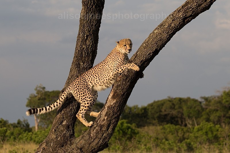 - Cheetah