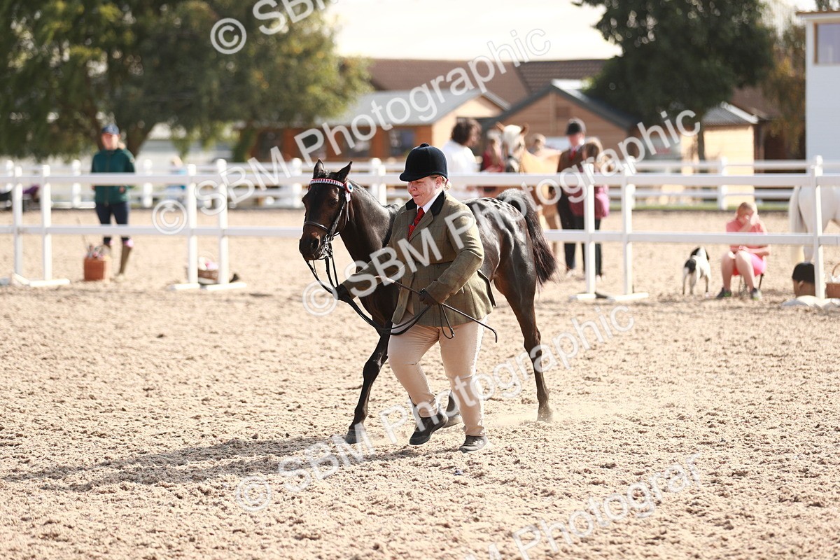 SBM_11116 - Class 205 IH Show Pony/ Show Hunter Pony