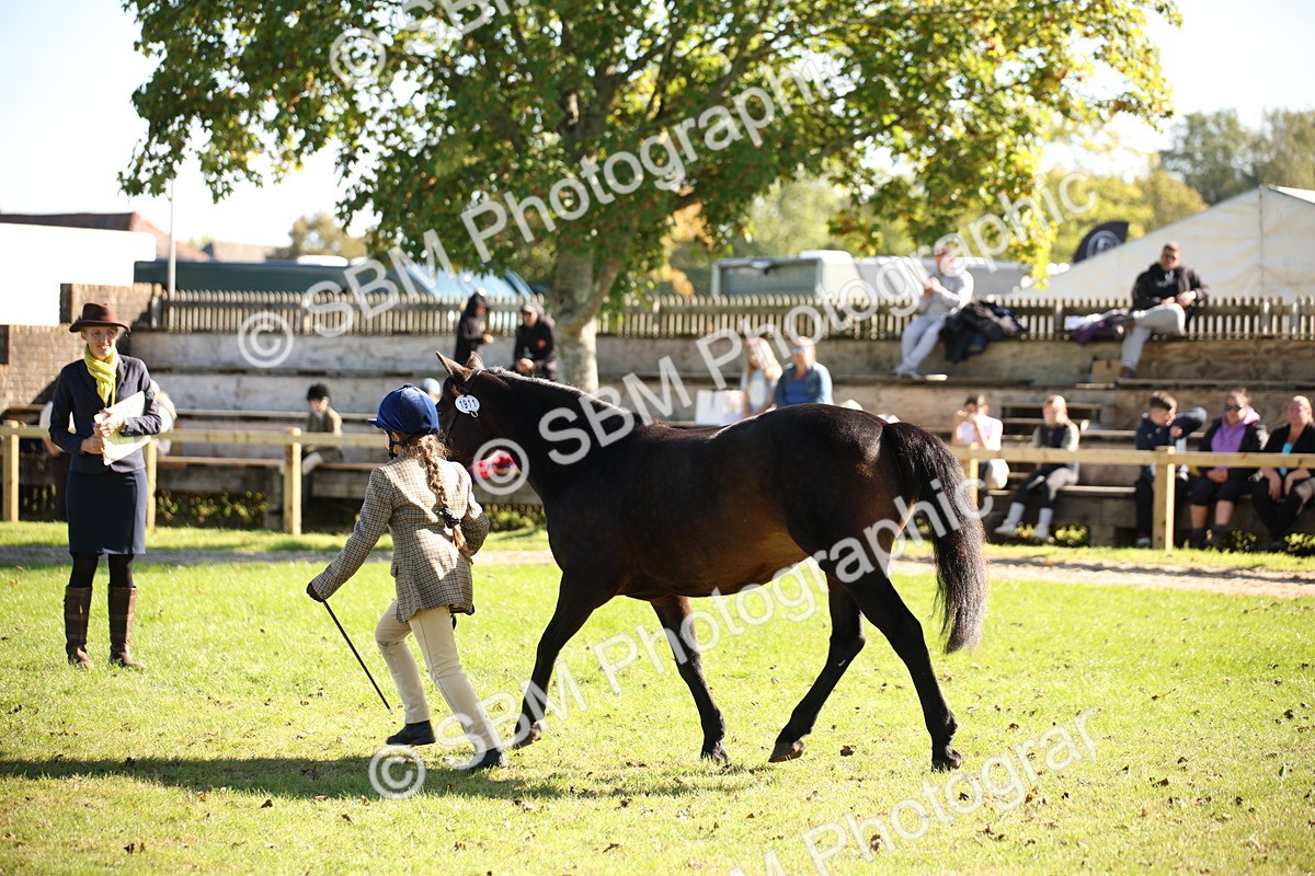 SBM_36628 - S10 - Best In Hand Horse & Pony