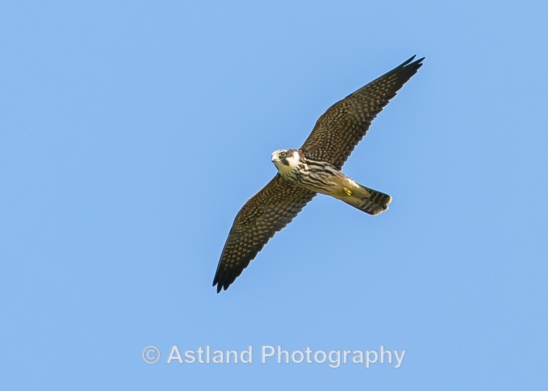 Astland Photography, Bird and Wildlife Images, Susan and Peter Wilson, U.K.