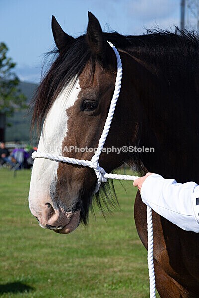 DSC_0064 - Ring 1