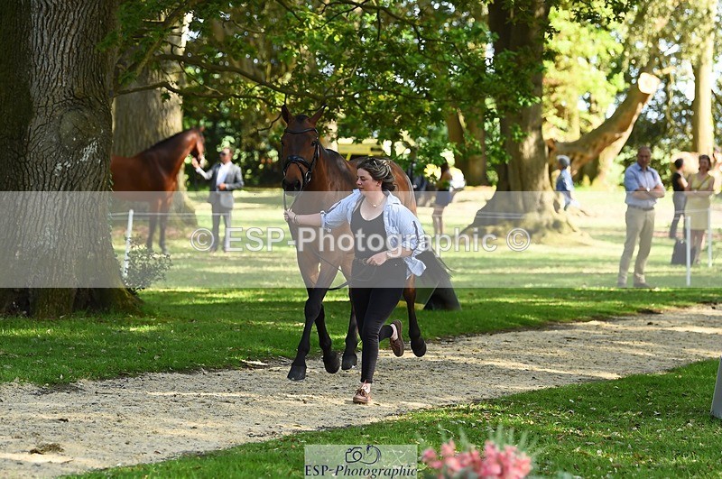 230524-164746-01087 - 115-RNH_ULTIMATE-Harriet_Wright-WEDTrotUp+DR