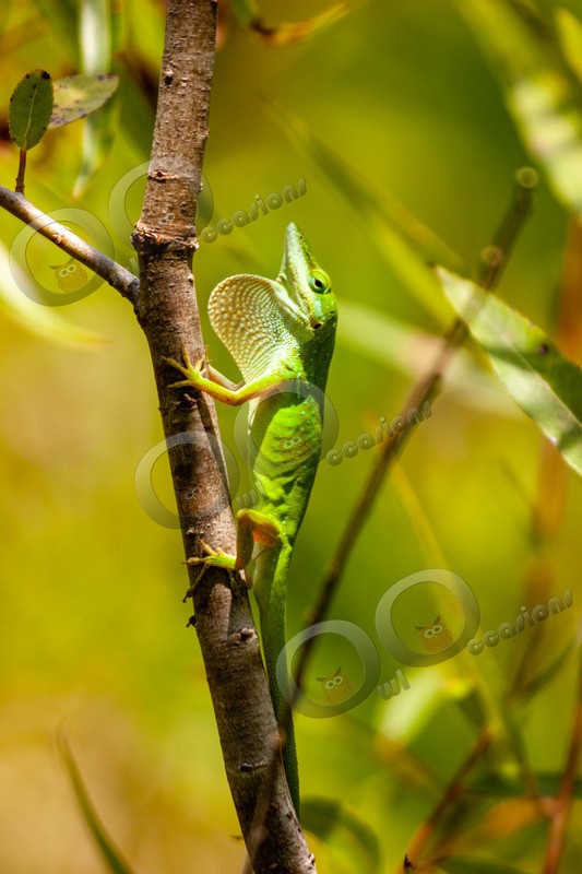 green anole Anolis carolinensis 0714 - Pet Photography