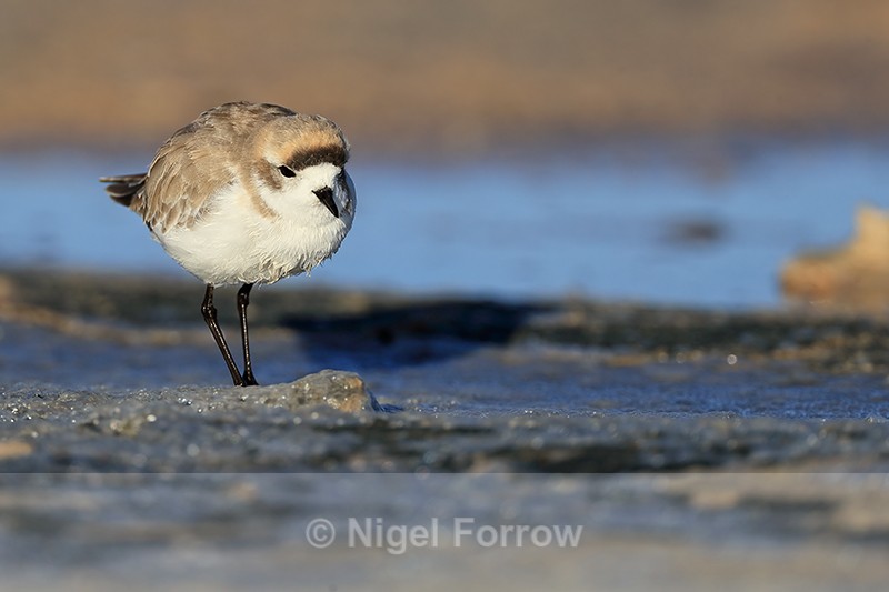Puna Plover (adult), front view, Chaxa, Chile - Puna Plover