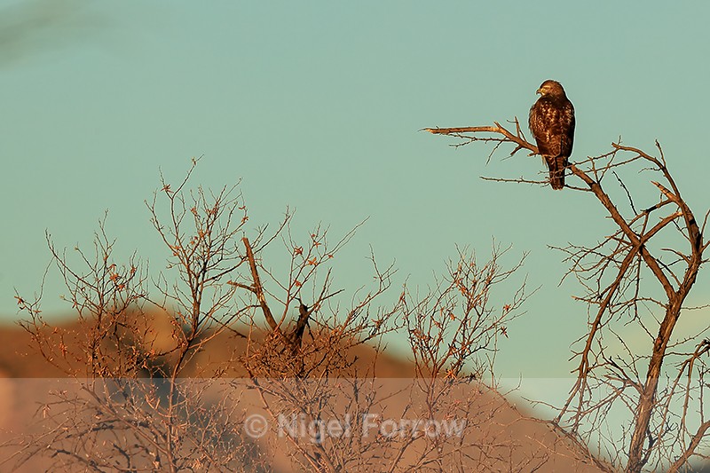 Red-tailed Hawk perched, Bosque del Apache, New Mexico - Red-tailed Hawk