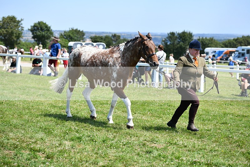 DSC_7518 - Class 63: Coloured Horse Youngstock