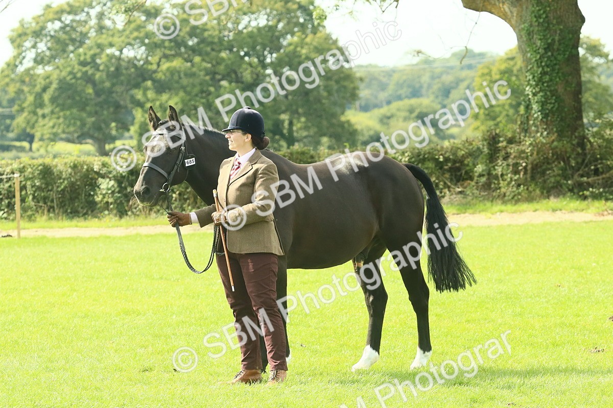 SBM_66696 - S34 - Rehabilitated Rescue Horse & Pony In Hand & Ridden