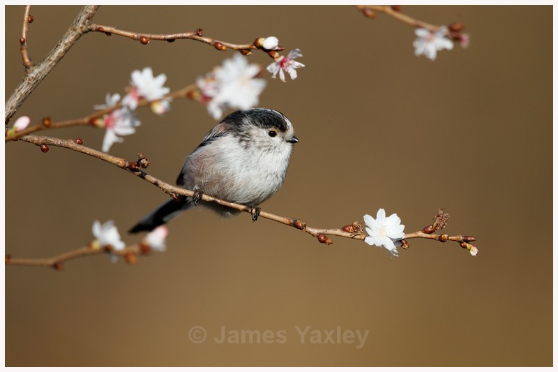 Long-tailed Tit amongst Winter Blossom  - Latest Work