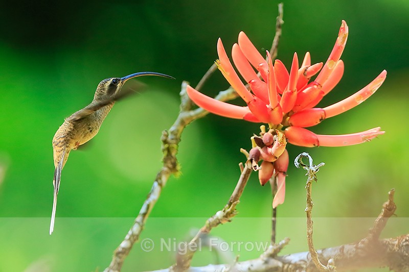Long-billed Hermit approaches flower, Osa Peninsula, Costa Rica - Long-billed Hermit