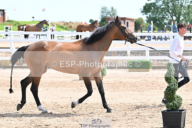 240717A-150213-02467 - Trot Up 3pm to 4pm