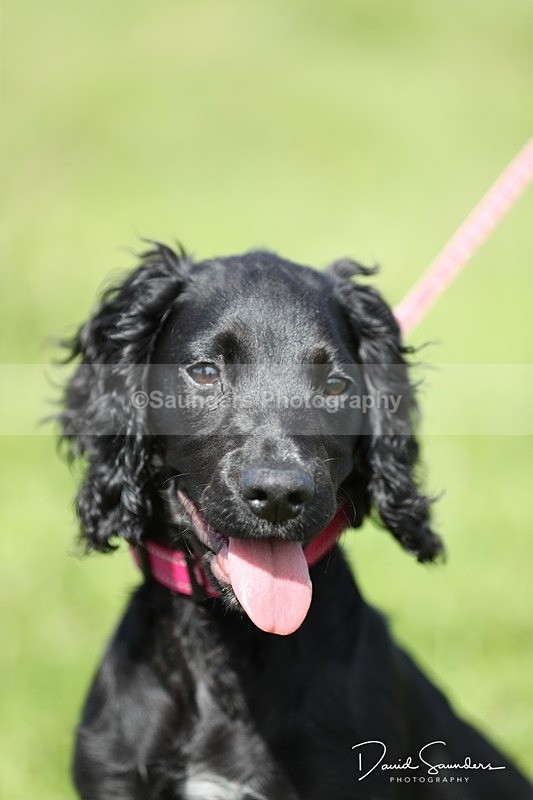 SPXX0561 - Dog show