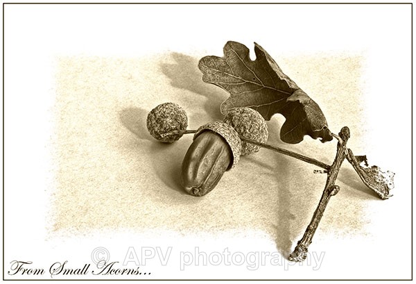  - Petals and Leaves