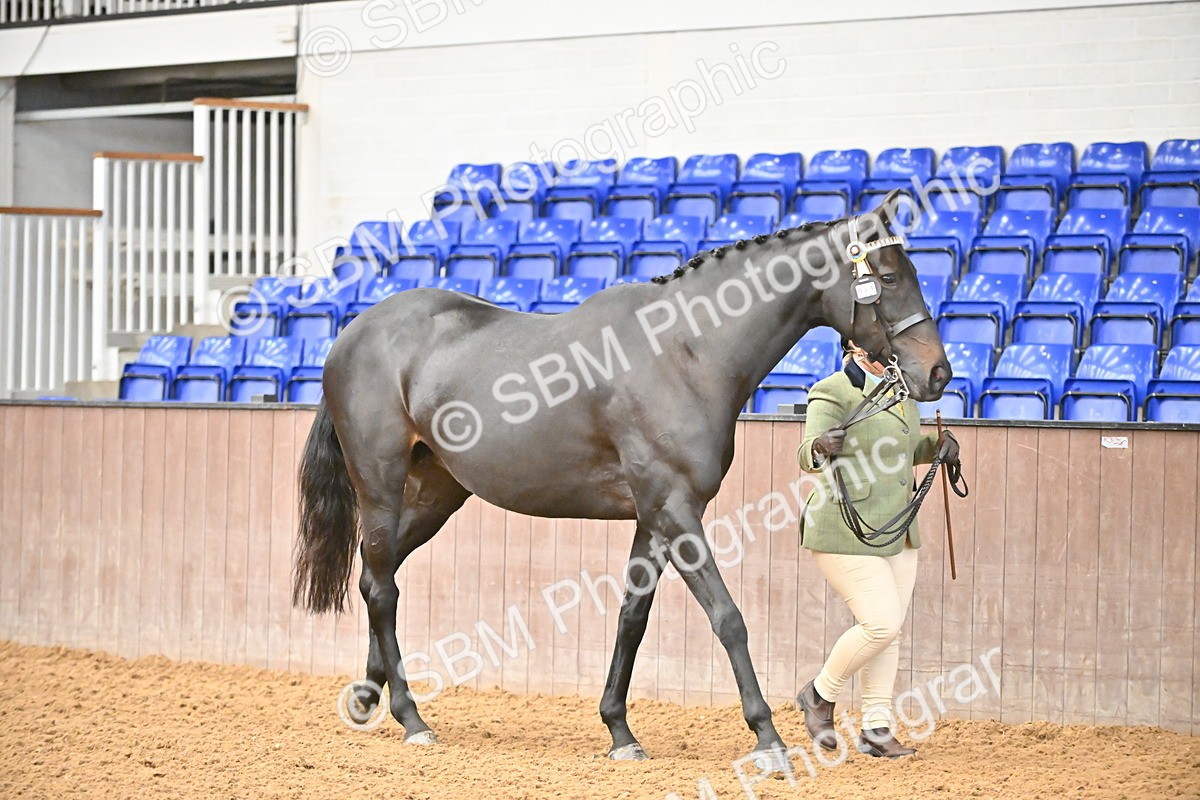 SBM_000109 - Class 6 - BSHA In Hand Racehorse to Show Horse