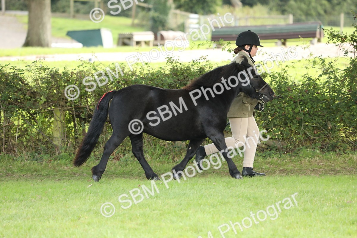SBM_62728 - S46 - Mountain & Moorland In Hand Small Breeds