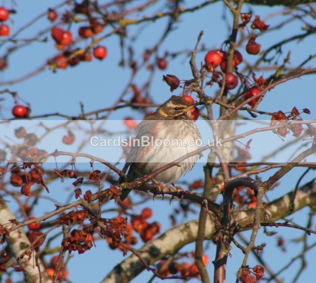 03 Redwing in Crabapple tree - WINTER 2020 /21