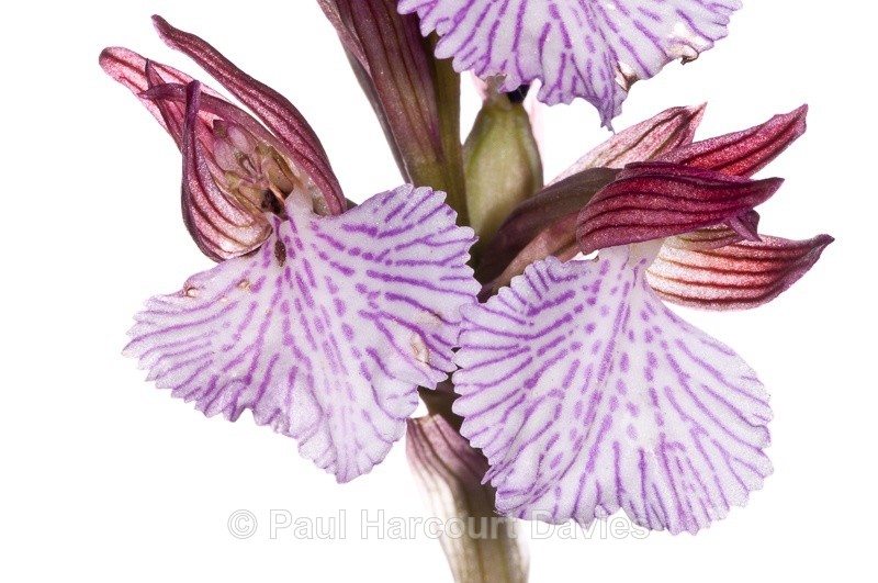  - WB: Orchids - Orchis