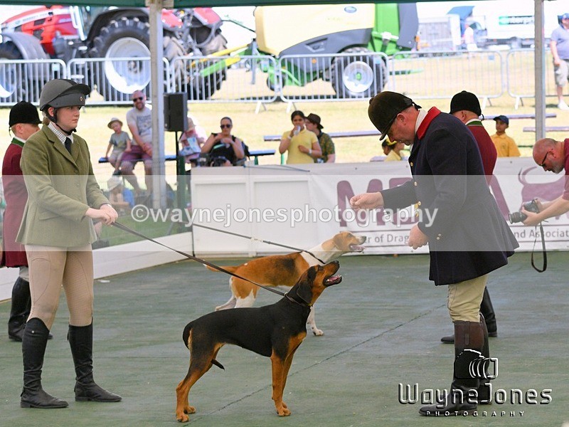 WJ5_0971 - Berks & Bucks at the Great Yorkshire Show 2025