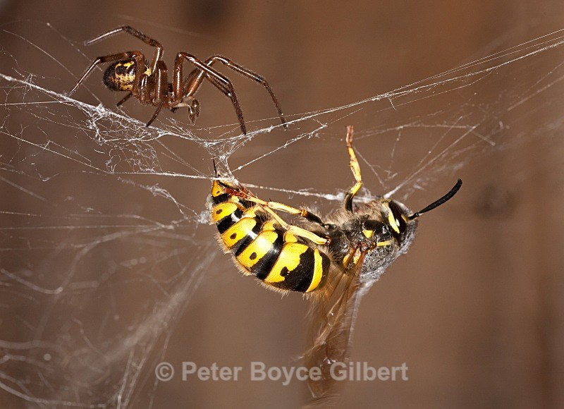 'David and Goliath' - Flora & Fauna