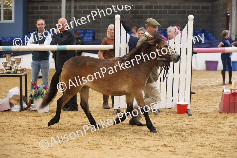 20260913-1272 - Class 113 - Yearling