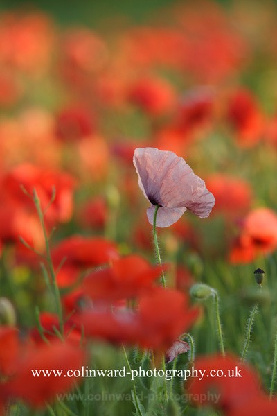 Pink Poppy. Ref 5368 - macro and nature.
