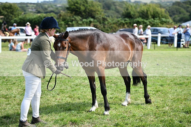 DSC_8374 - Class 68: Part Bred In Hand M & M