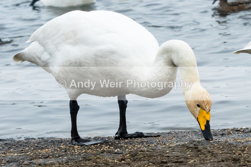 20170310-8E0A3825 - Whooper Swan