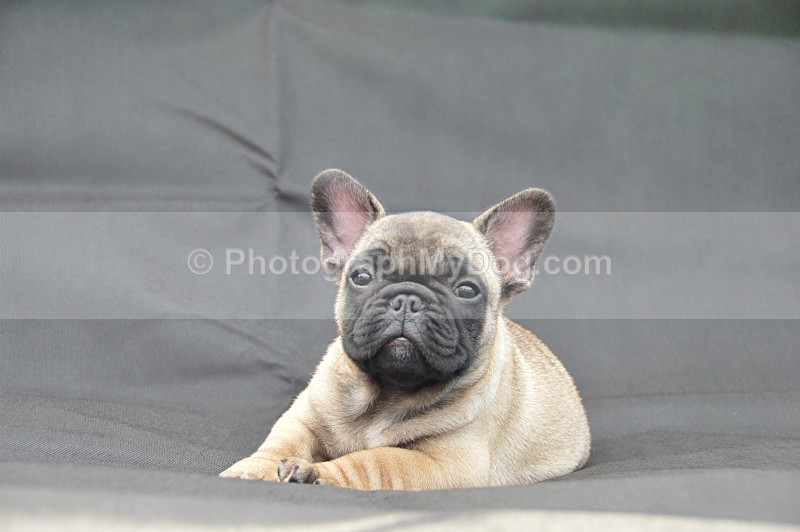  - French Bulldogs