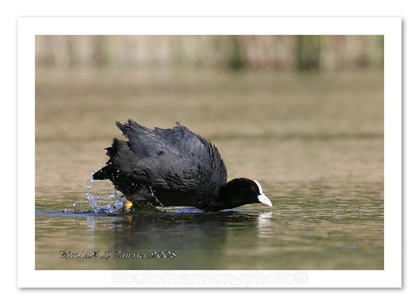 Coot - Wildlife Wildlife