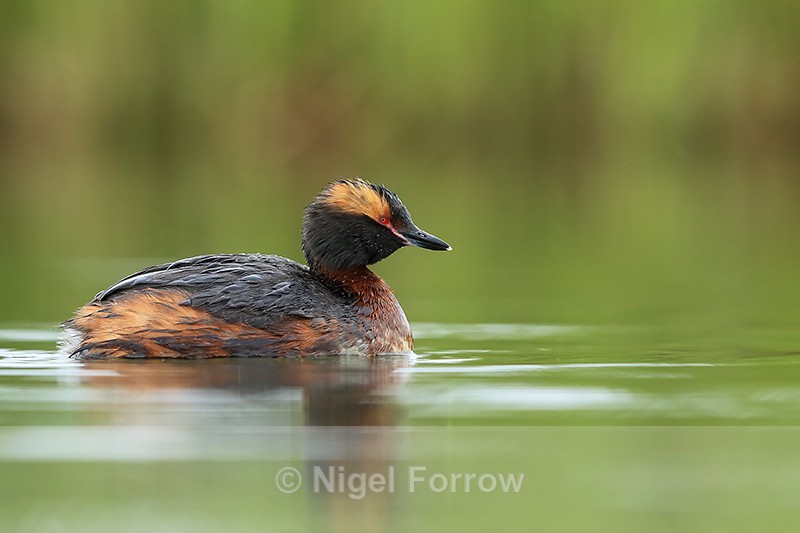 Slavonian Grebe, Lake Myvatn, Iceland - Slavonian Grebe