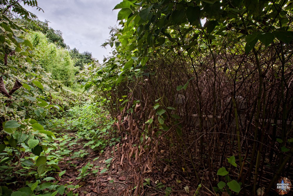  - fighting back the weeds