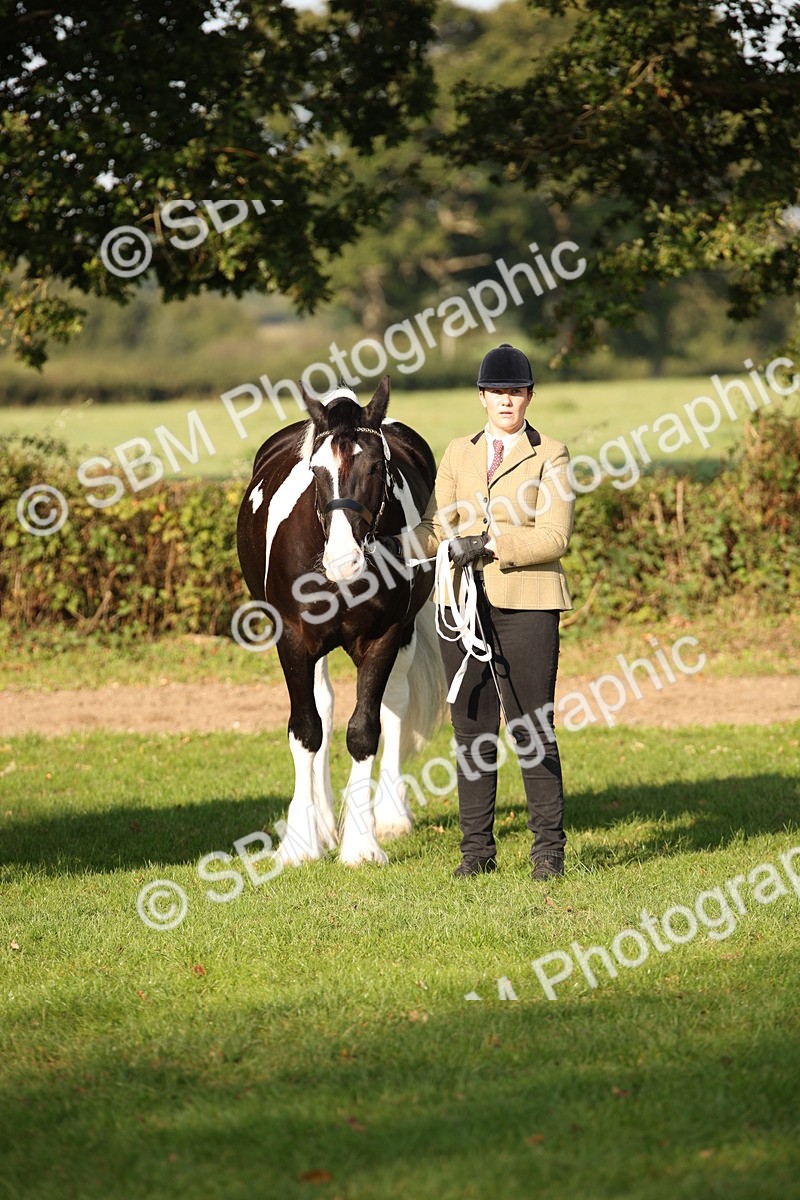 SBM_58773 - S51 - Piebald & Skewbald Horse In Hand