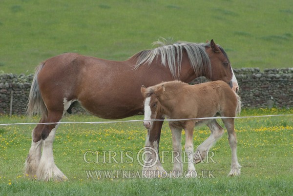 ryecroft-5 - Clydesdales 2013 Include Foals