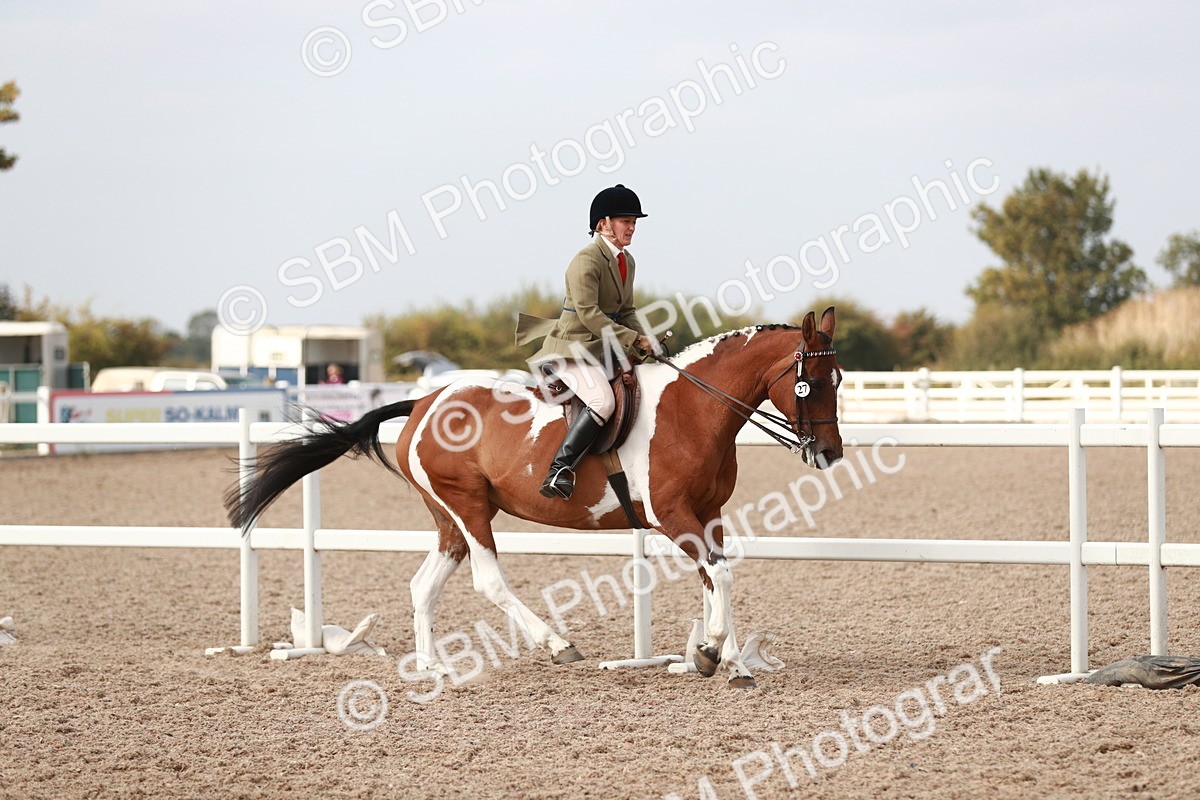 SBM_17501 - Class 215 Ridden Hack/ Riding Horse
