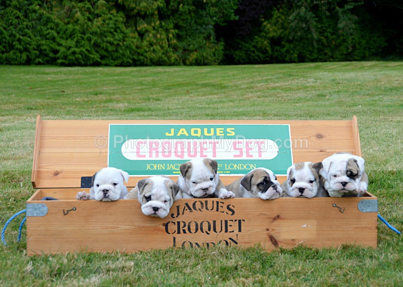  - Bulldogs