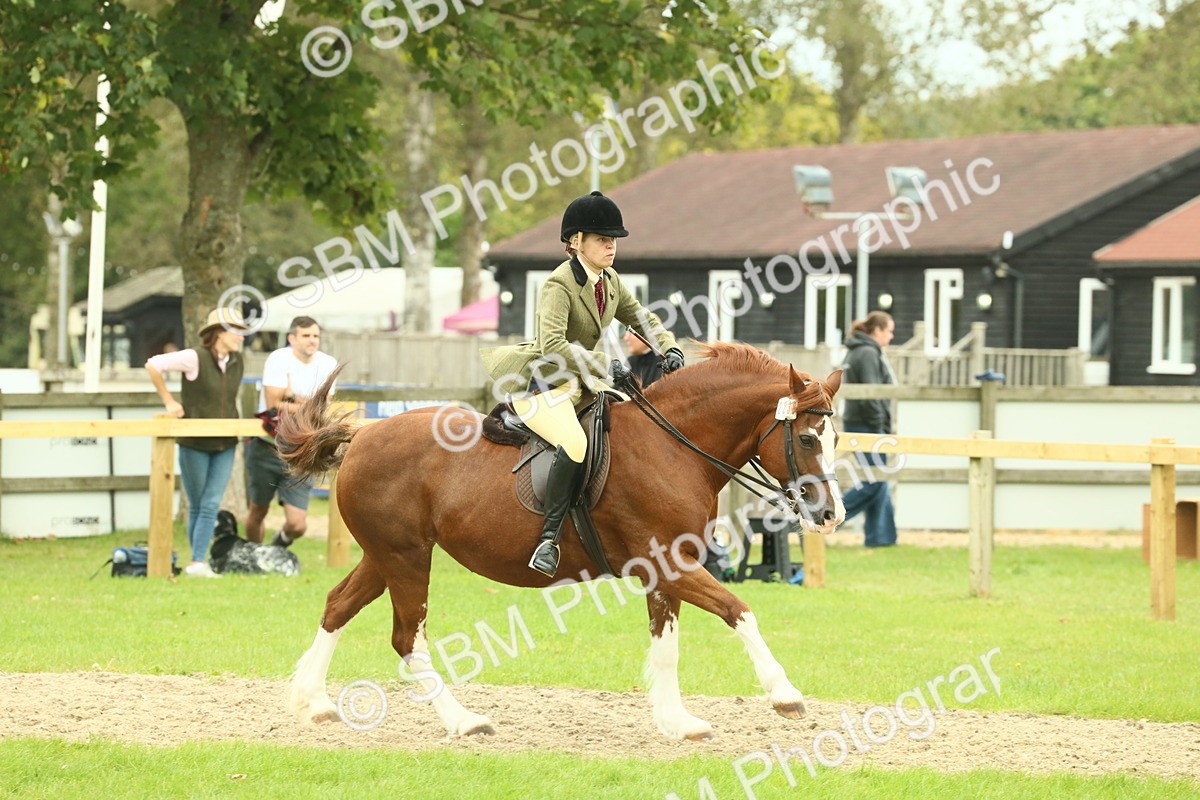 SBM_72128 - S60 - Mountain & Moorland Ridden Large Breeds