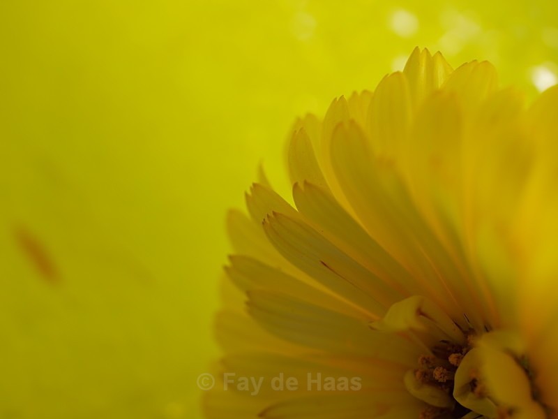  - The Glow of Summer