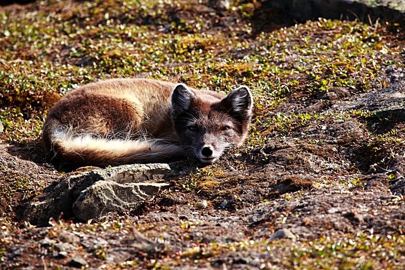 Arctic Fox 3218 - Wildlife