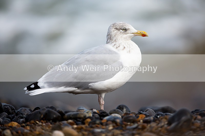 20140929-3K8A5854 - Herring Gull