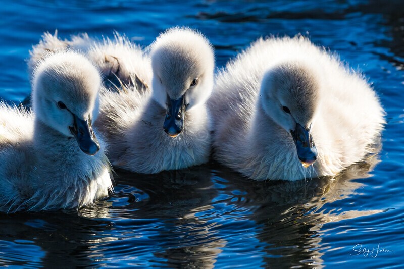 11 Hewy Dewy and Louie 0A3A6560 - Black Swans and cygnets