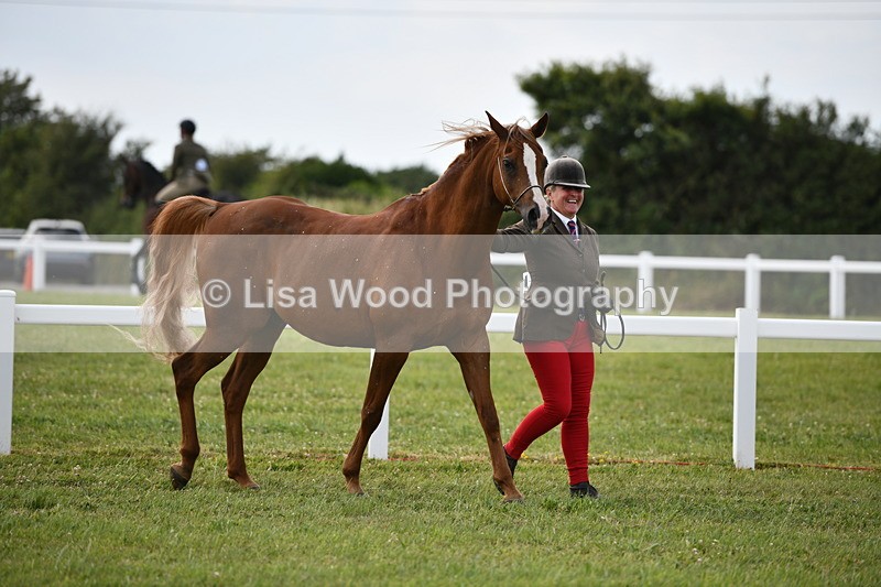DSC_8456 - Class 69: Pure, Anglo & Part Bred In Hand Arab