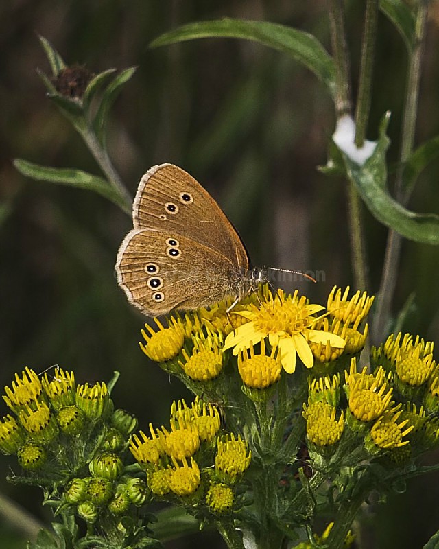 Ringlet Butterfly - wild and free