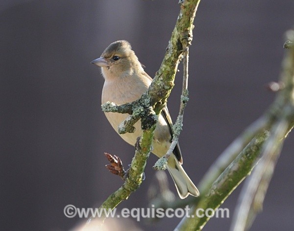  - Wildlife & Landscape