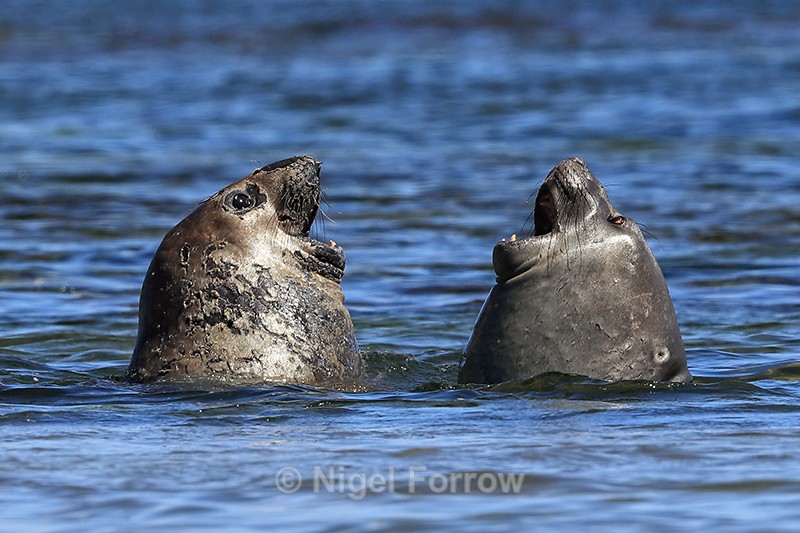 Elephant Seals confront each other in sea, Carcass Island, Falklands - Seal