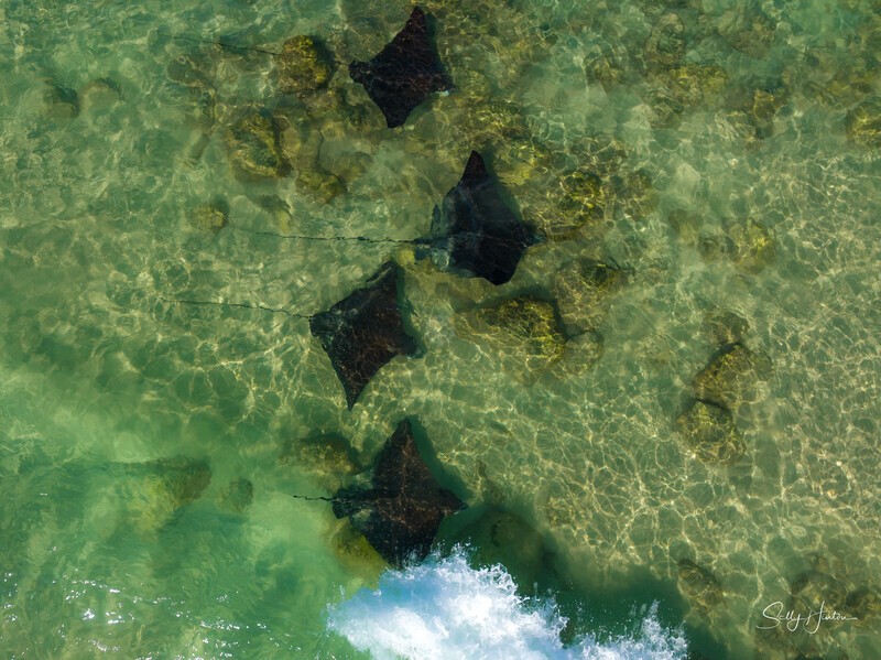 Spotted Eagle Rays 8 - Marine Wildlife
