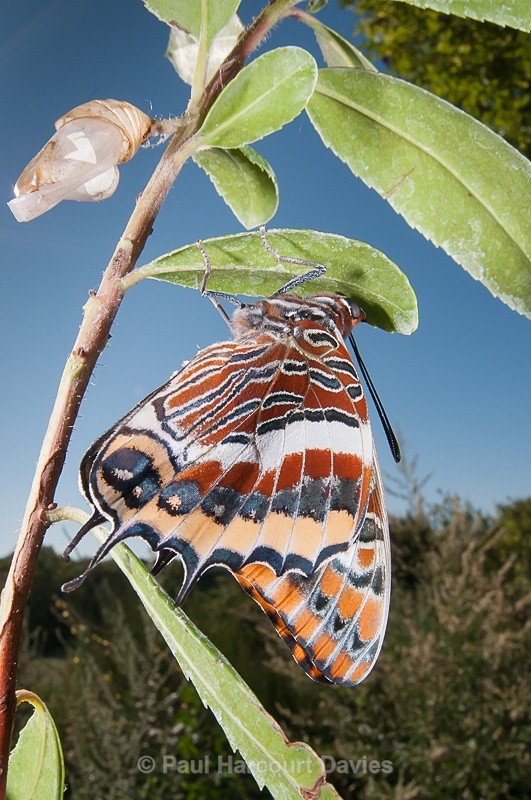  - Bugs: Butterflies