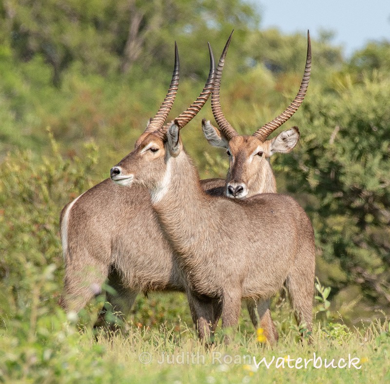 - South Africa Birds and Mammals