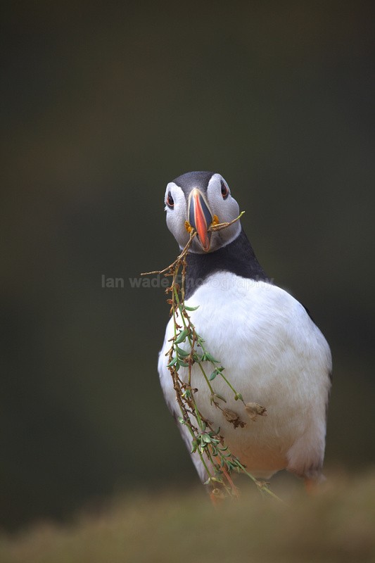 Puffin Skomer Island in Wales - Birds, swans and gulls