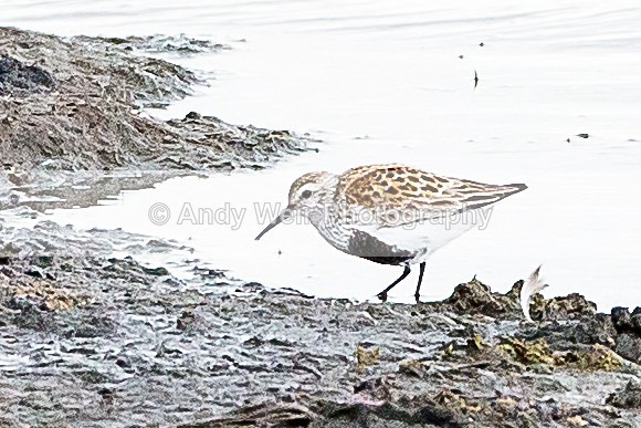20140417-3K8A0160 - Other Waders