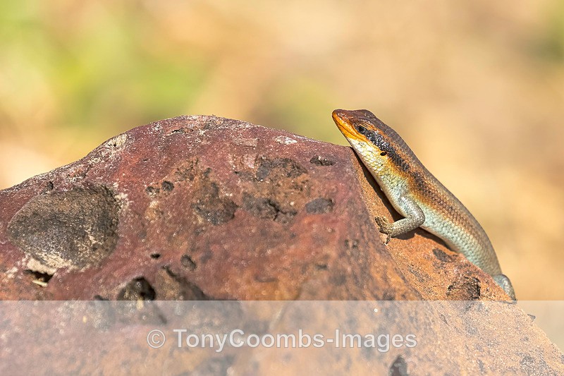 Striped Skink - Botswana ~ Various Other